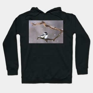 Black-capped Chickadee Hoodie